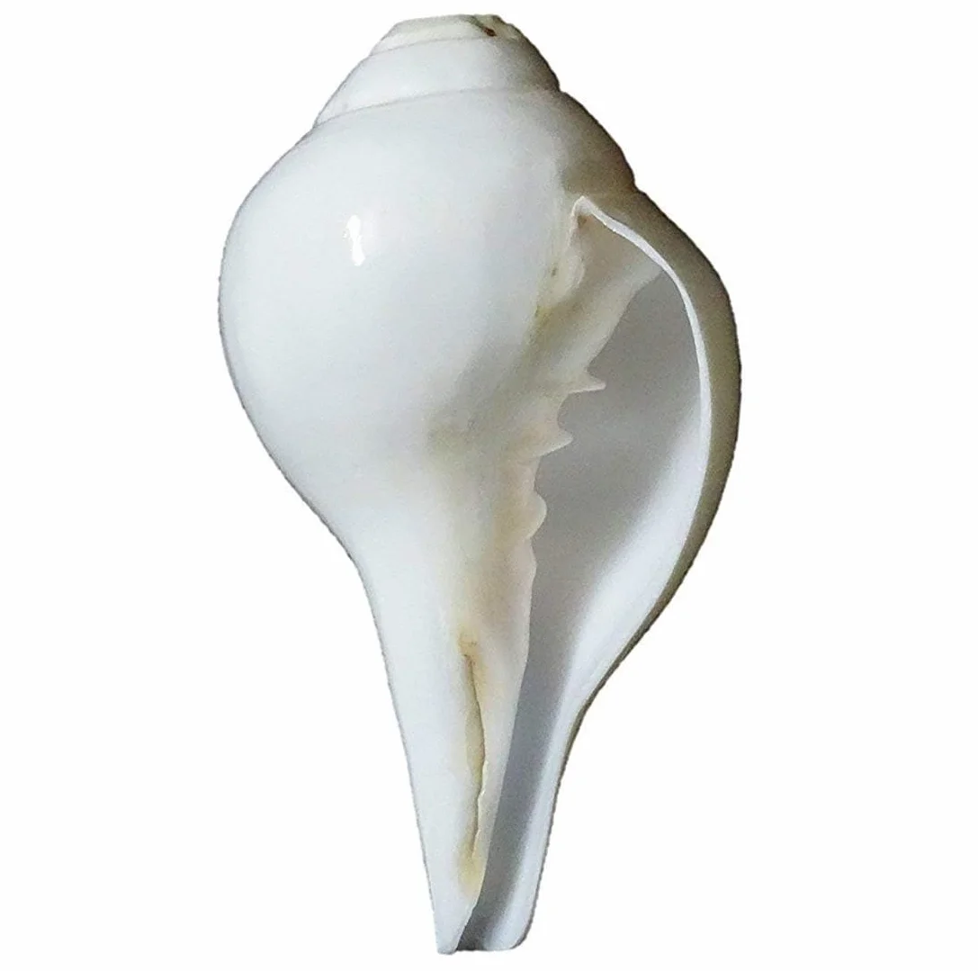 Seashell - Concha melódica para Pooja, templo, decoración del hogar, Feng Shui, color blanco natural, 1 unidad (5 pulgadas aproximadamente)