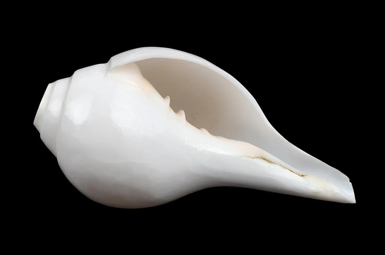 Seashell - Concha melódica para Pooja, templo, decoración del hogar, Feng Shui, color blanco natural, 1 unidad (5 pulgadas aproximadamente)